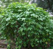 Chaya tree